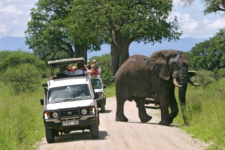 Tanzania safari tours - Wildrace Africa Adventires