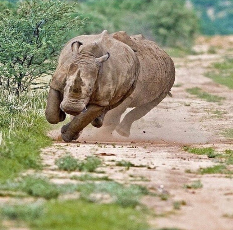 Rhino Safaris encounters- Wildraceafrica.com